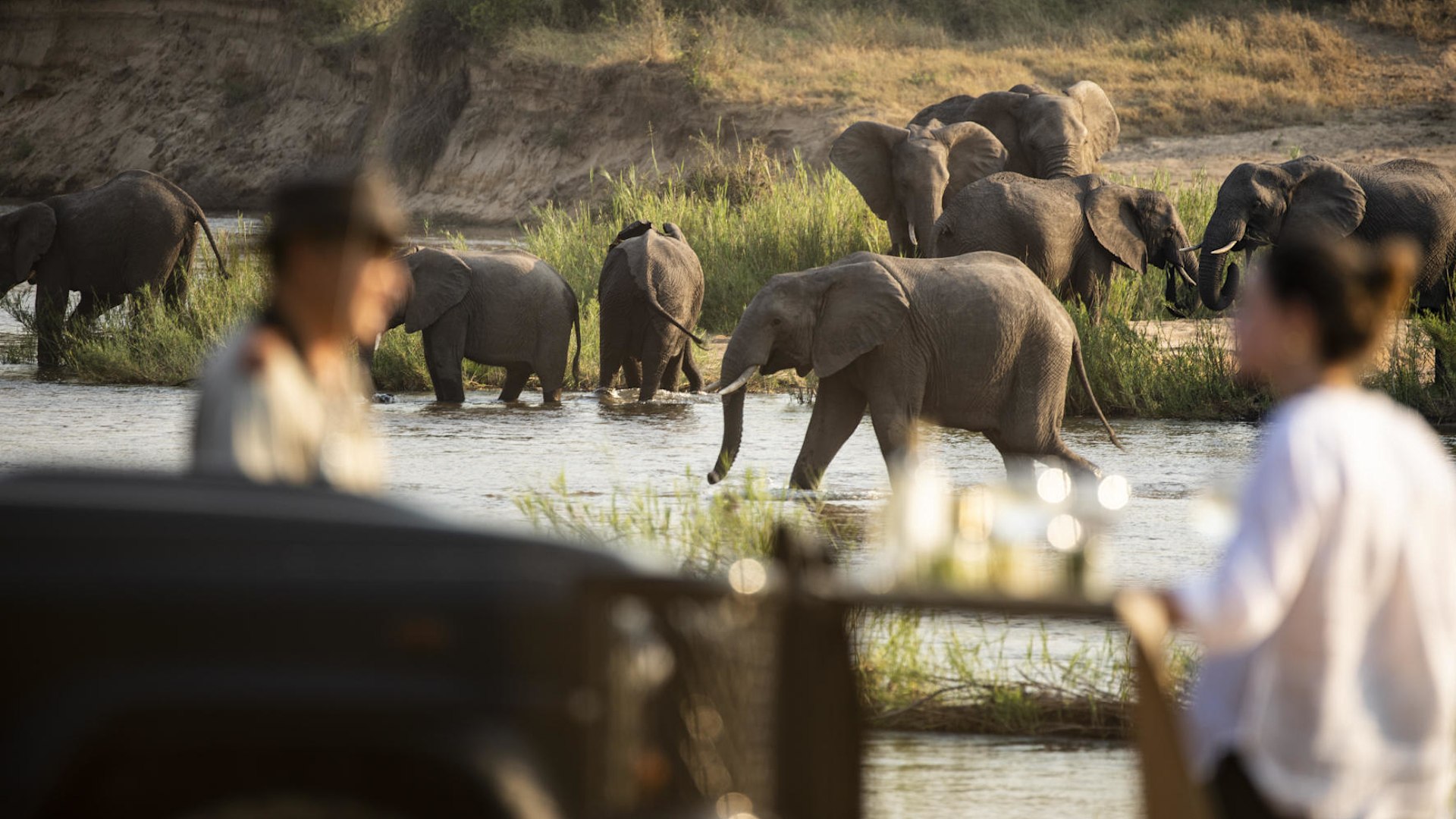 elephants at eye-level · chobe