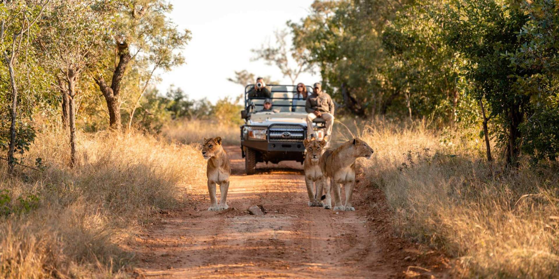 lions on the dirt road at first light